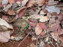 Asclepias elegantula