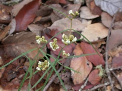 Asclepias elegantula