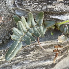 Pellaea atropurpurea