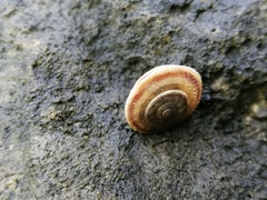 Pseudiberus tectumsinense zenonis