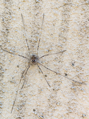 Dasylobus graniferus