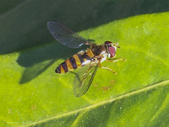 Meligramma cincta