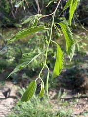 Celtis australis