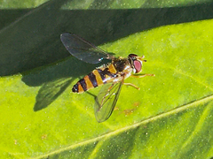 Meligramma cincta