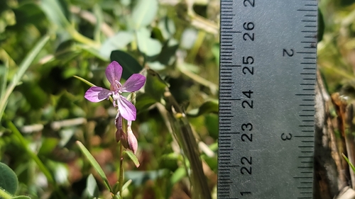 Waltham Creek clarkia (Clarkia modesta)