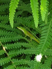 Anolis carolinensis