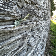 Pellaea atropurpurea