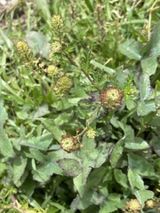 Lepidium bipinnatifidum