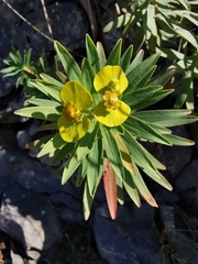 Euphorbia dendroides