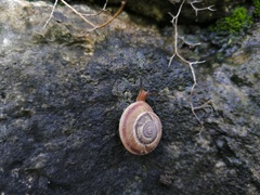 Pseudiberus tectumsinense zenonis