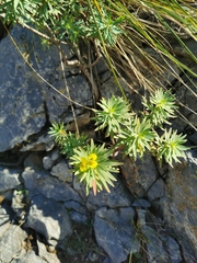 Euphorbia dendroides