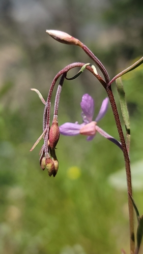 Image of Clarkia modesta by (c) Chris Winchell, some rights reserved (CC BY)