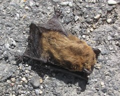 Parastrellus hesperus