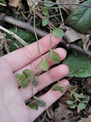 Lysimachia nummularia