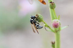 Euodynerus exoglyphus