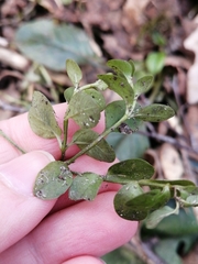 Lysimachia nummularia