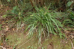 Ophiopogon jaburan