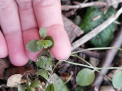 Lysimachia nummularia