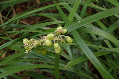 Ophiopogon jaburan