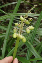 Ophiopogon jaburan