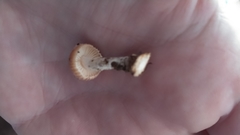 Heliocybe