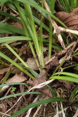 Ophiopogon jaburan