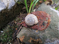 Pseudiberus tectumsinense zenonis