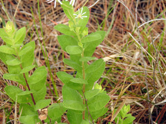 Image of Oclemena reticulata
