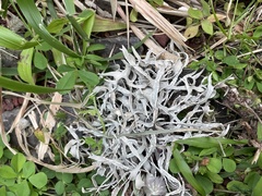 Arthoniomycetes