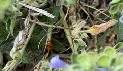 Phyllobrotica sororia