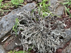 Arthoniomycetes