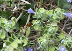 Phyllobrotica sororia
