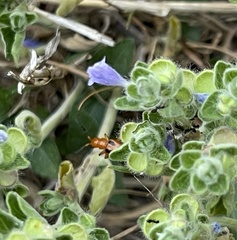 Phyllobrotica sororia
