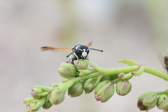 Euodynerus exoglyphus