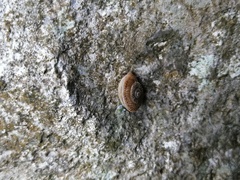 Pseudiberus tectumsinense zenonis