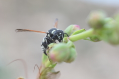 Euodynerus exoglyphus