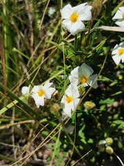 Cistus monspeliensis