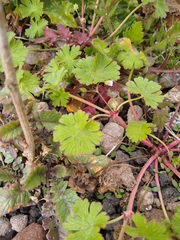 Geranium pusillum