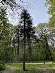 Sequoia