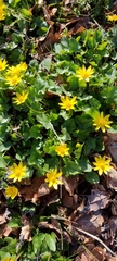 Ficaria verna verna