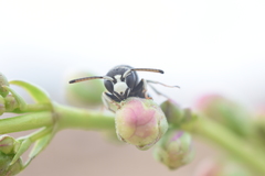 Euodynerus exoglyphus