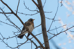 Turdus pilaris