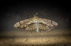 Haritalodes obliqualis