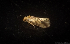 Azaleodes micronipha