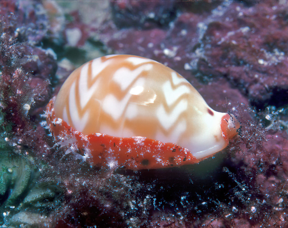 Zigzag cowry