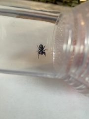 Phidippus audax