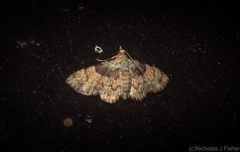 Gymnoscelis derogata