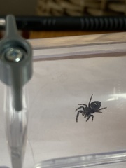 Phidippus audax