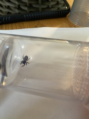 Phidippus audax