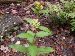 Asclepias similis
